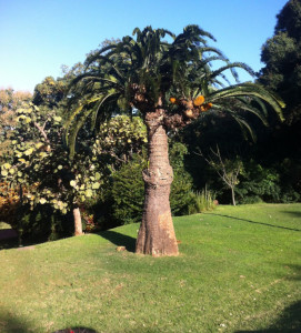 Image from Durban Botanical Garden website