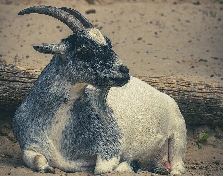 How ‘buying a goat project’ led to sustainable communities in Cameroon